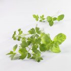 Fresh basil and parsley — Stock Photo