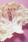 Feuille de Radicchio blanche — Photo de stock