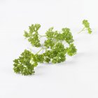 Curly leaf parsley — Stock Photo
