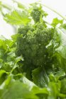 Fresh broccoli rabe — Stock Photo
