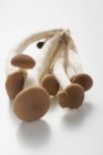 Cogumelos pioppini, close-up — Fotografia de Stock