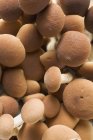 Funghi pioppini, primo piano — Foto stock
