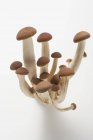 Funghi pioppini, primo piano — Foto stock
