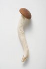 Вид крупным планом на бархатный гриб Pioppini на белой поверхности — стоковое фото