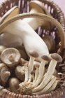 Verschiedene Arten von Pilzen — Stockfoto