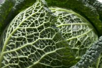 Зеленая савойская капуста — стоковое фото