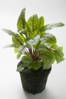 Sorrel plant standing  on white surface — Stock Photo