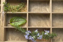 Top view of various herbs in type case — Stock Photo