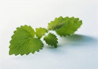Menta verde fresca — Foto stock