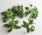 Various culinary herbs — Stock Photo