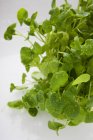Fresh watercress with drops of water — Stock Photo