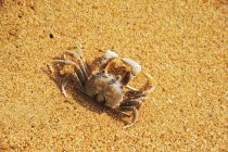 Повышенный дневной вид на морской краб в песке — стоковое фото