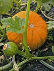 Orange pumpkin on plant — Stock Photo