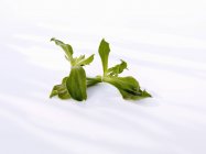 Nahaufnahme einer grünen Eispflanze auf weißer Oberfläche — Stockfoto