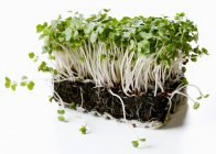Crescione fresco sul suolo — Foto stock