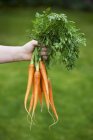 Human hand holding carrots — Stock Photo