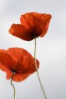 Closeup view of two red poppies — Stock Photo