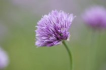 Vista close-up de uma flor de cebolinha — Fotografia de Stock