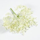 Vue surélevée des fleurs de sureau fraîches sur la surface blanche — Photo de stock