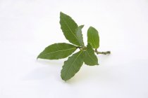 Ramita fresca de hojas de laurel - foto de stock