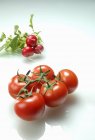 Червоні помідори і редис — стокове фото