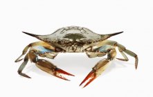 Nahaufnahme einer lebendigen blauen Krabbe auf weißer Oberfläche — Stockfoto