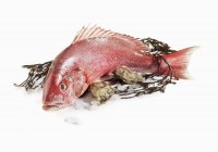 Red Snapper with Seaweed and Oysters — Stock Photo