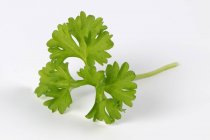 Curled parsley leaf — Stock Photo