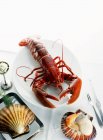Vue rapprochée du homard breton et des pétoncles — Photo de stock