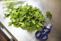 Fresh mint with scissors — Stock Photo