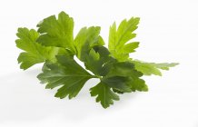 Flat parsley leaves — Stock Photo