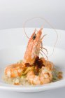 Scampi on a bed of celery with chopped courgette and flowers on white plate — Stock Photo