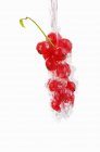 Redcurrants in jet of water — Stock Photo