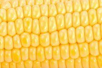 Mazorca de maíz orgánica madura - foto de stock