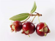 Chilean guava berries on twig — Stock Photo