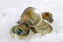 Closeup view of Littleneck clams in heap on Ice — Stock Photo