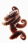 Щупальца осьминога на белом — стоковое фото