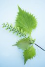 Shiso herb leaves with stem and seeds — Stock Photo