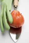 Truelle tomate avec gant vert — Photo de stock