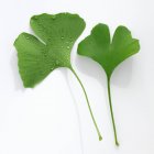 Closeup view of Ginkgo leaves with and without drops of water — Stock Photo