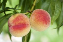 Свежие спелые персики — стоковое фото
