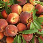Органические спелые персики — стоковое фото