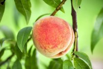 Стиглі Свіжий персика — стокове фото