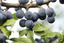 Ripe plums on branches — Stock Photo