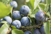 Ripe plums on branches — Stock Photo