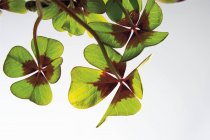 Vista close-up de trevo de quatro folhas no fundo branco — Fotografia de Stock