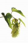 Vue rapprochée du brin vert de houblon avec des feuilles sur fond blanc — Photo de stock