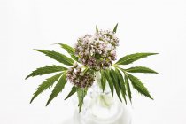 Elevated view of Valerian with flowers and leaves on white background — Stock Photo