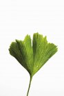 Зеленый лист гинкго с капельками воды на белом фоне — стоковое фото