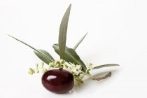 Olives with olive blossom and leaves — Stock Photo